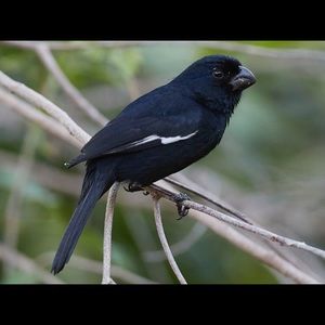 Meet your Posher, Eusebio